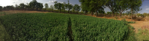 2016 lucerne plantation